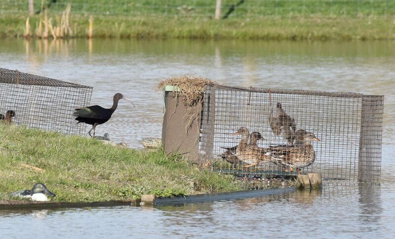 Ibis falcinelle