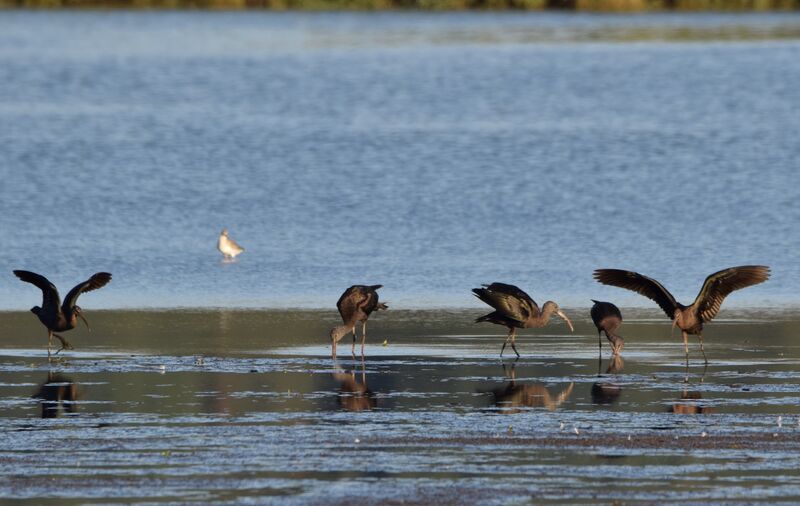 Ibis falcinelle, mange