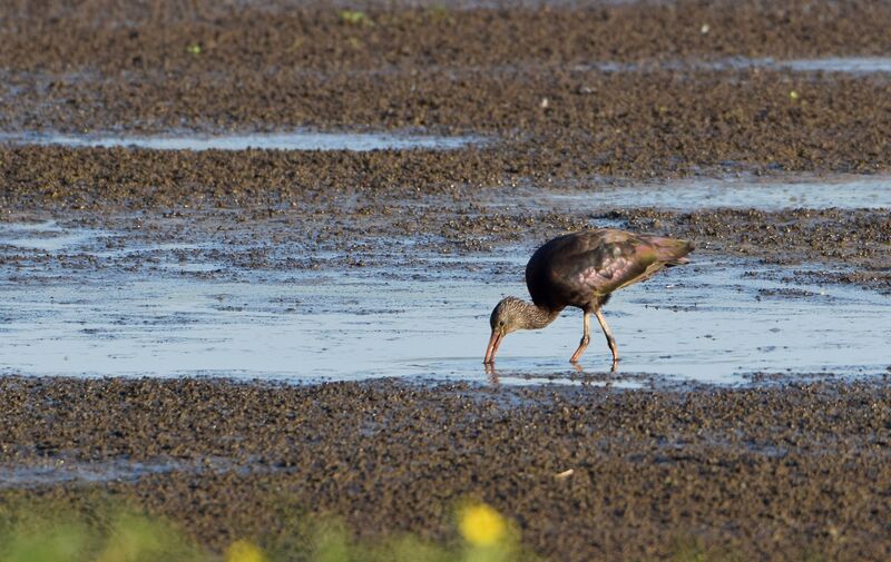 Glossy Ibis, walking, eats