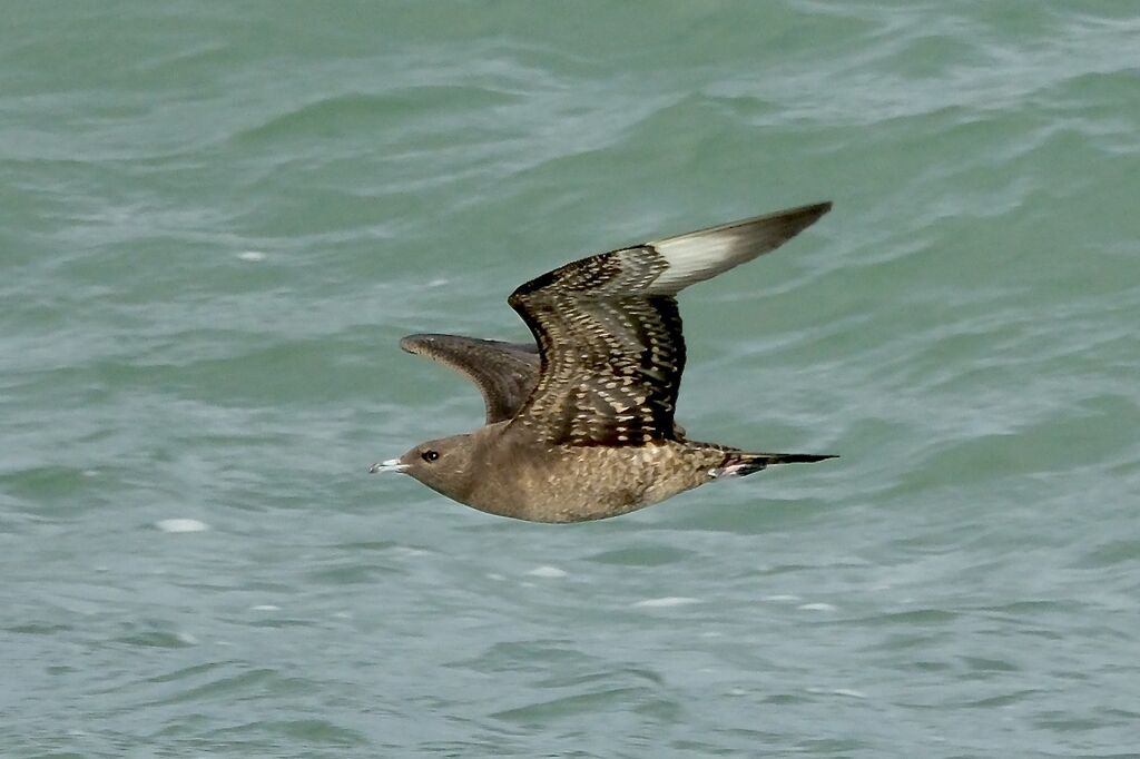 Labbe parasite1ère année, Vol