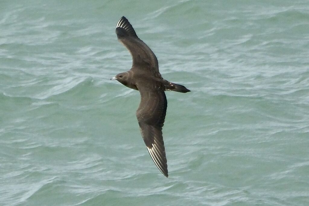 Labbe parasite1ère année, Vol