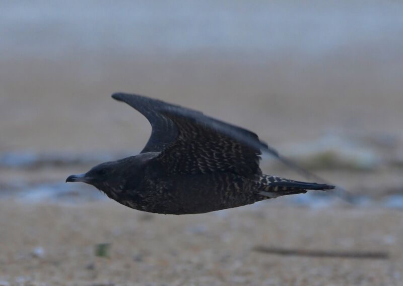 Pomarine JaegerFirst year, pigmentation, Flight