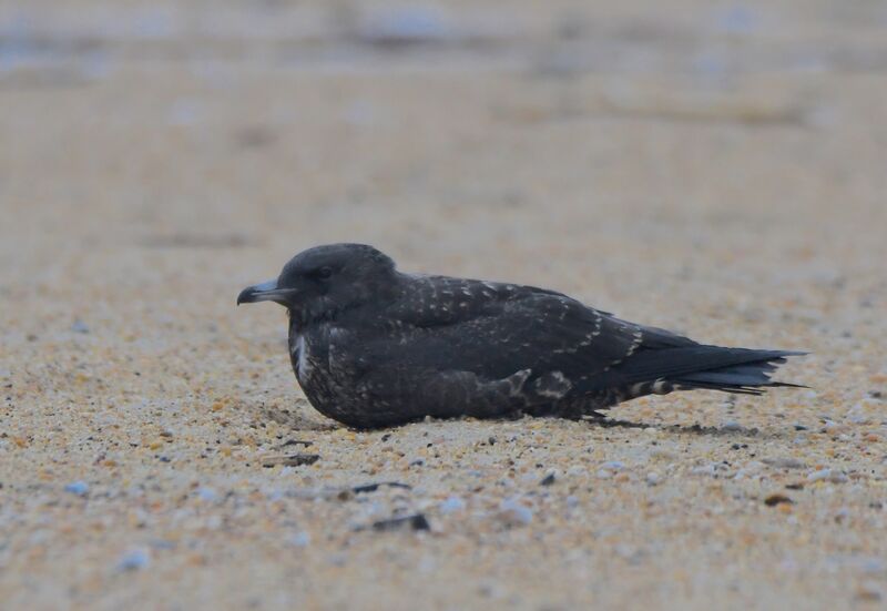 Pomarine JaegerFirst year, identification, pigmentation