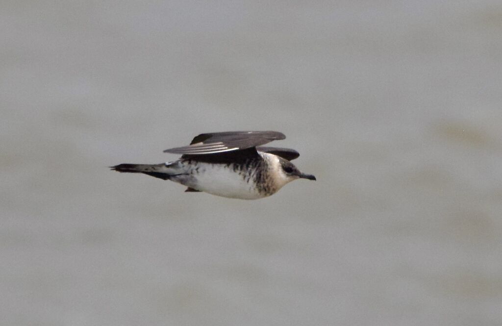 Labbe pomarinadulte internuptial, pigmentation, Vol