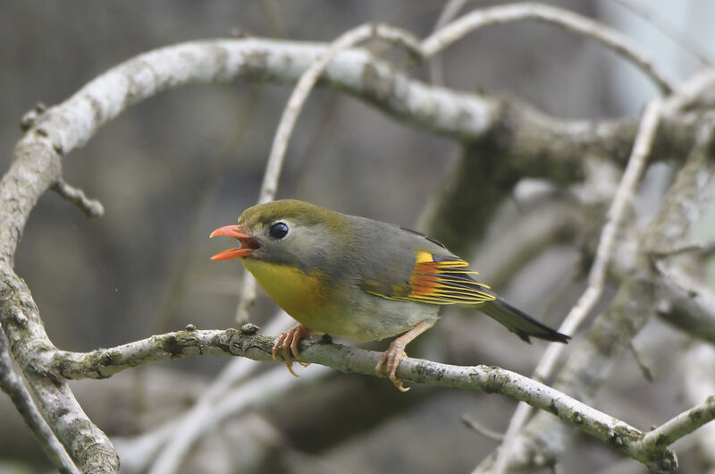 Red-billed Leiothrix male adult breeding, identification