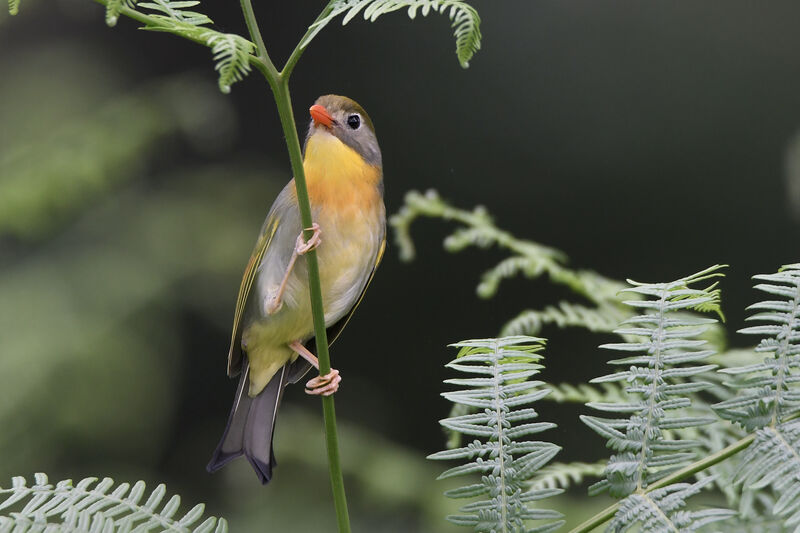 Red-billed Leiothrixadult breeding, identification, pigmentation