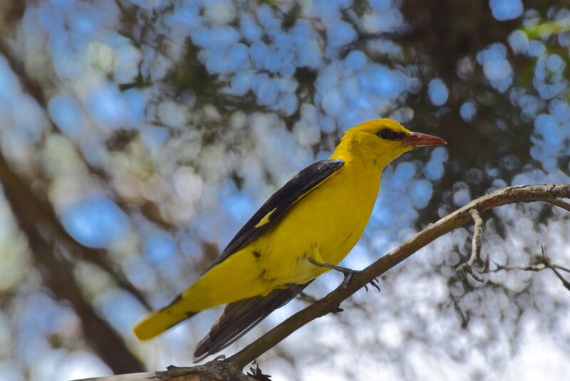 Eurasian Golden Oriole male adult breeding, identification