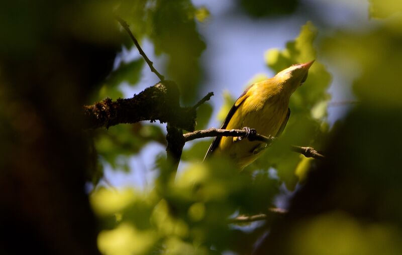 Eurasian Golden Oriole male adult breeding, identification, song