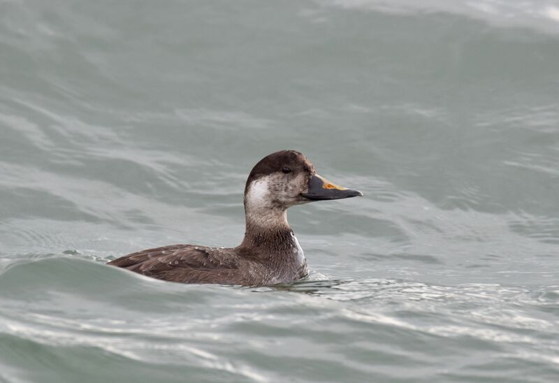 Common Scoter male First year, identification, swimming