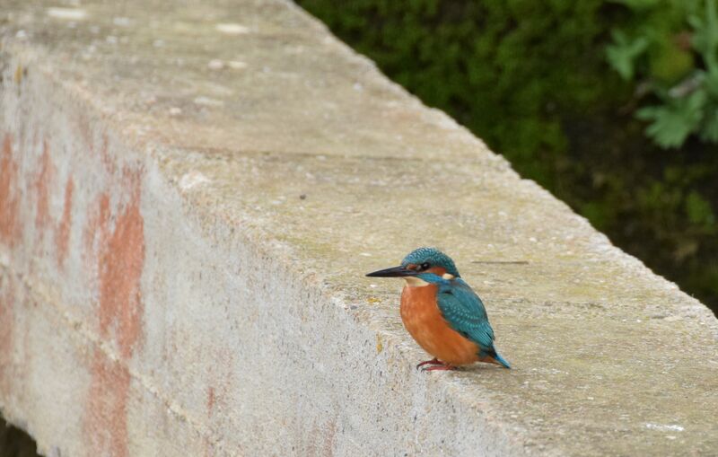 Common Kingfisher male adult post breeding, identification