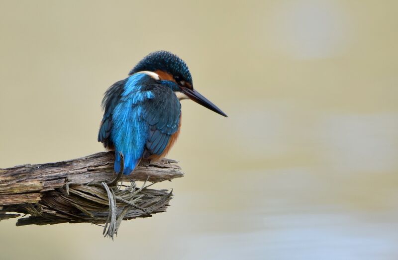 Martin-pêcheur d'Europe mâle adulte internuptial, identification