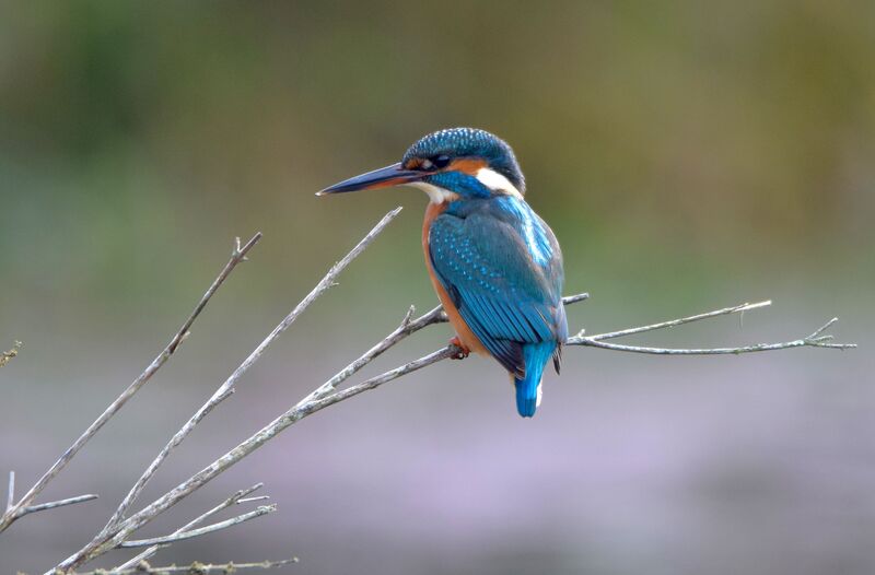 Martin-pêcheur d'Europe femelle adulte internuptial, identification