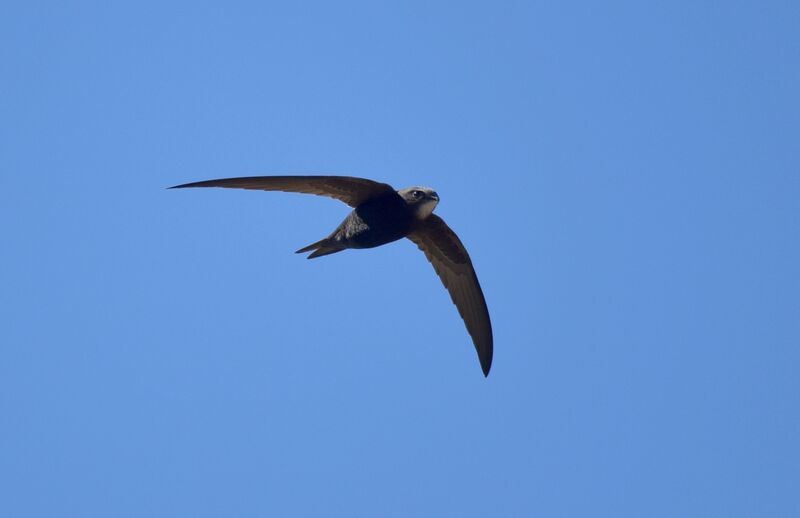 Common Swift