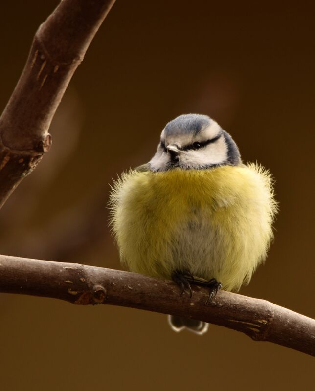 Eurasian Blue Titadult post breeding, identification