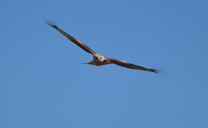 Red Kiteadult, Flight