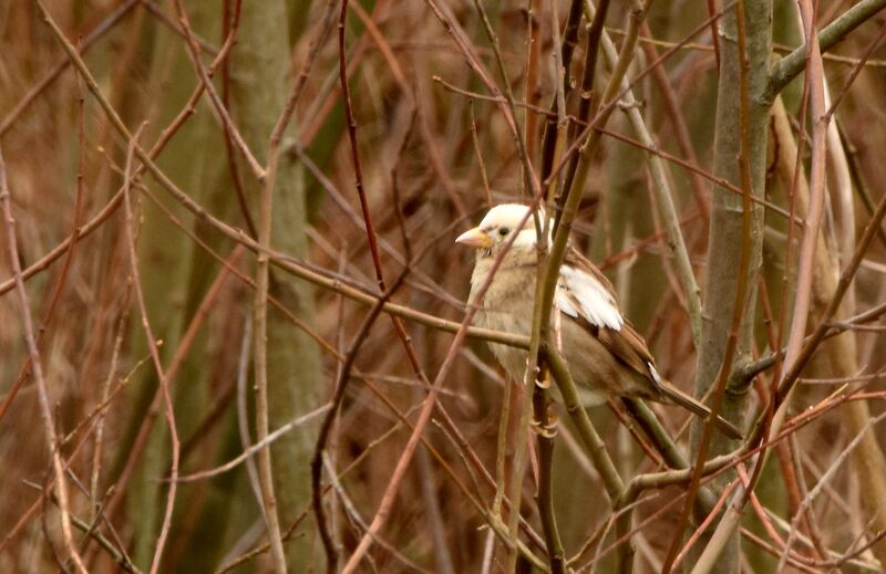 House Sparrowadult post breeding, identification, pigmentation