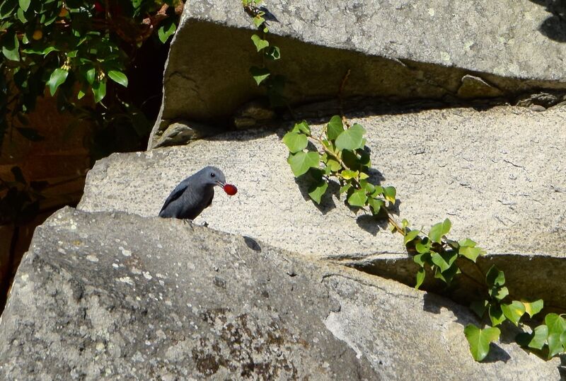 Blue Rock Thrush male adult post breeding, identification, moulting, eats