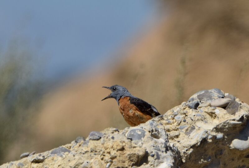 Common Rock Thrushadult breeding, identification, moulting