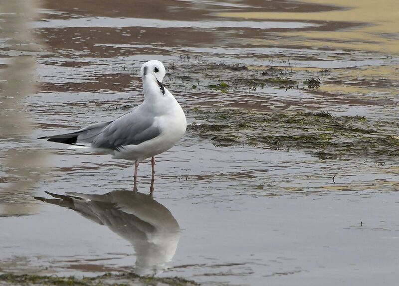 Mouette de Bonaparteadulte internuptial, identification, mue, marche