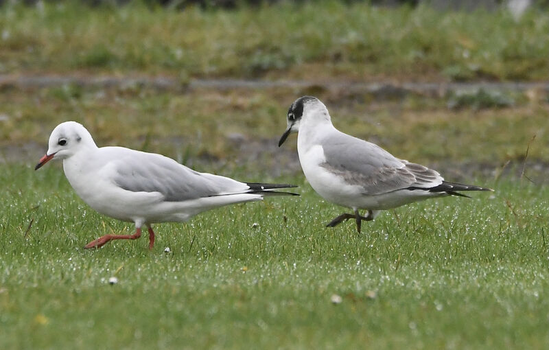 Franklin's GullFirst year, identification, walking