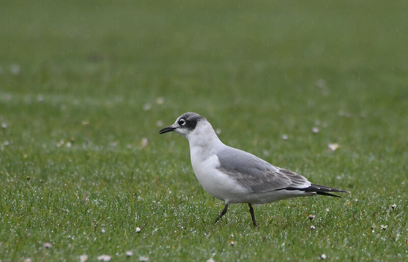 Mouette de Franklin1ère année, identification, mue, marche