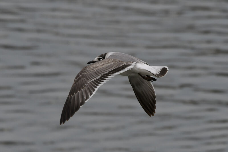 Mouette de Franklin2ème année, mue, Vol