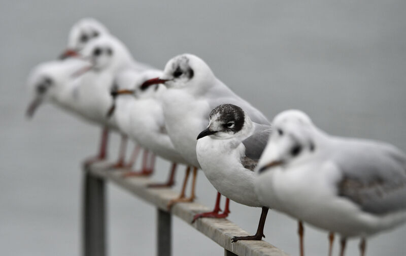 Franklin's GullSecond year, identification, moulting