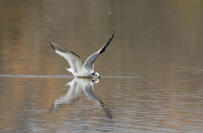 Mouette de Sabineadulte, identification, nage, mange