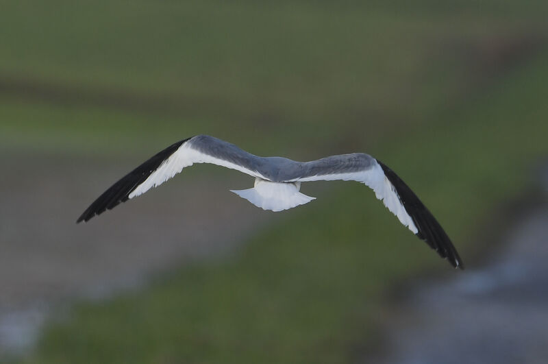 Mouette de Sabineadulte internuptial, pigmentation, Vol