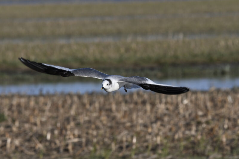 Mouette de Sabineadulte internuptial, Vol