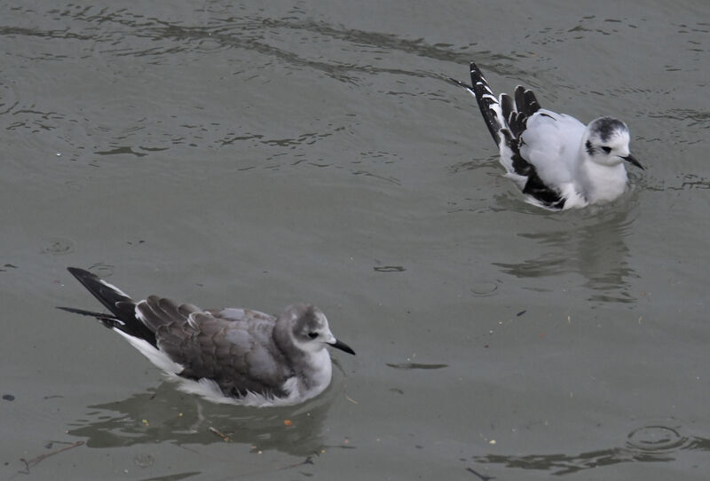 Mouette de Sabine1ère année, identification, pigmentation, nage