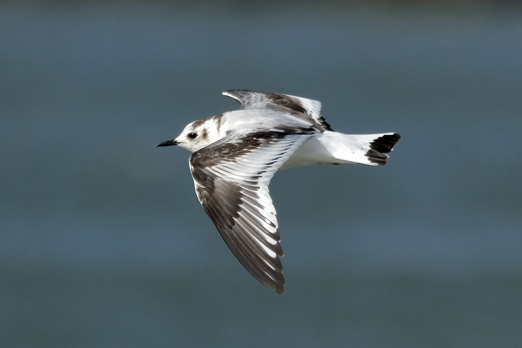 Mouette pygmée