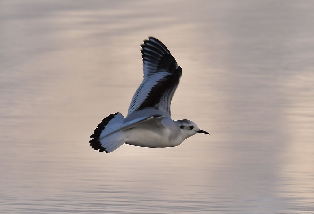 Mouette pygmée