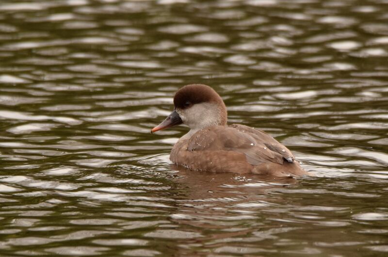 Nette rousseadulte internuptial, identification, nage