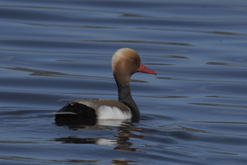 Nette rousse mâle adulte nuptial, identification, mue, nage