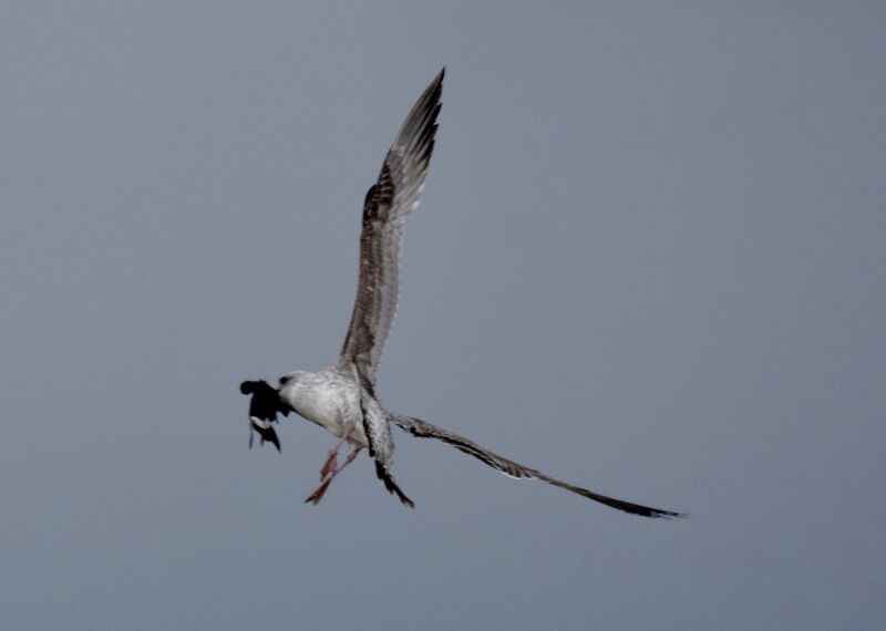 Leach's Storm Petrel, identification