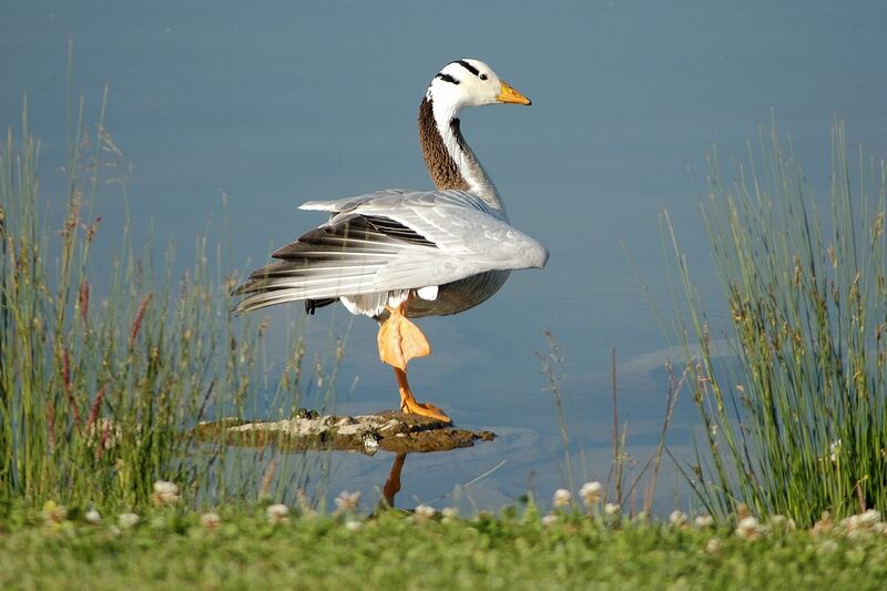 Bar-headed Gooseadult