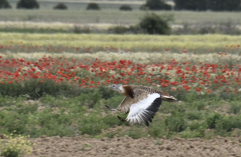 Great Bustard male adult breeding, Flight