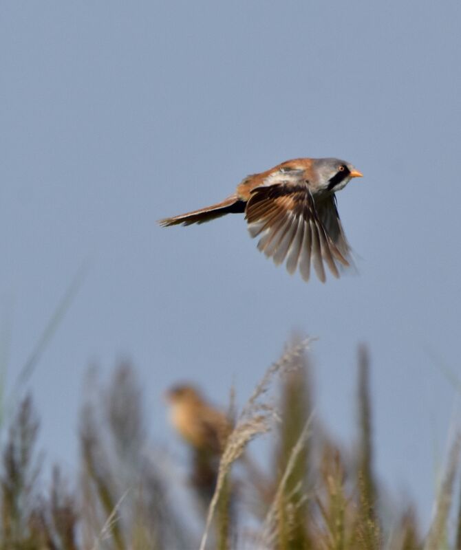 Bearded Reedling male adult post breeding, Flight