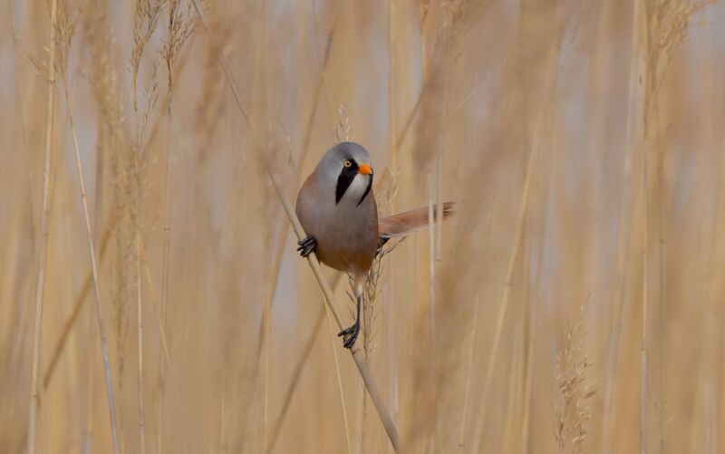 Bearded Reedling male adult breeding, identification