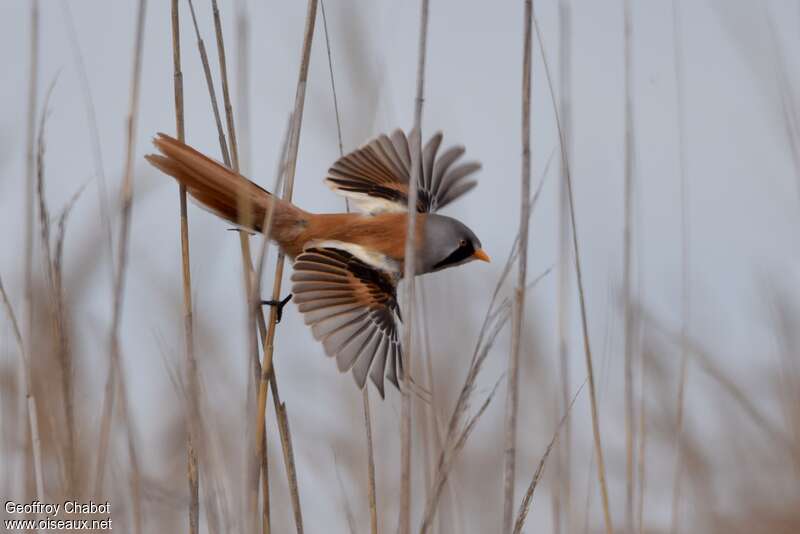 Bearded Reedling male adult breeding, Flight