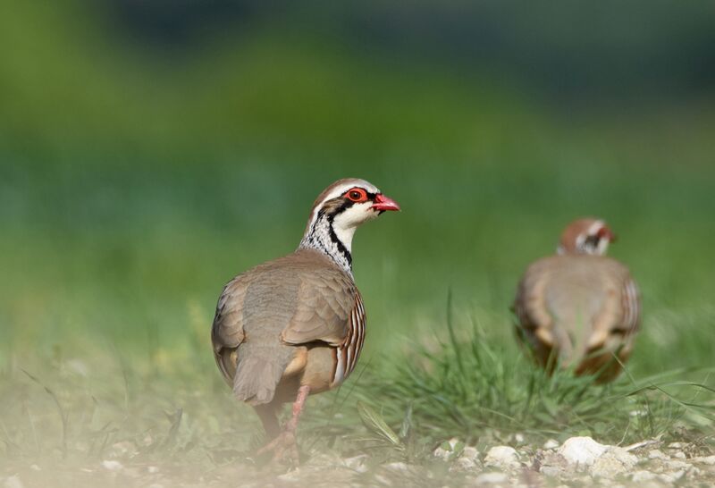 Red-legged Partridgeadult breeding, identification, walking