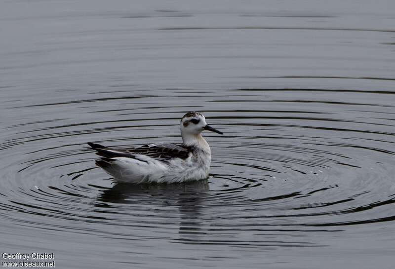 Phalarope à bec large1ère année, identification, nage