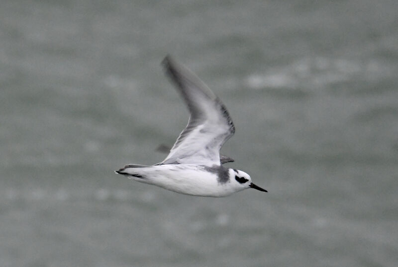 Phalarope à bec largeadulte, Vol