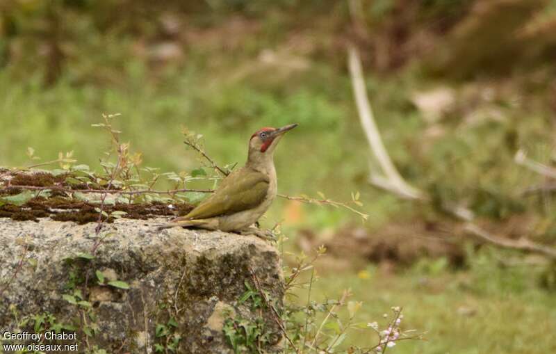 Iberian Green Woodpecker male adult breeding, identification