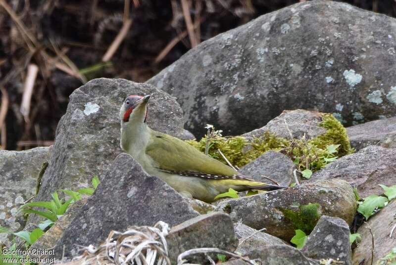 Iberian Green Woodpecker male adult breeding, close-up portrait