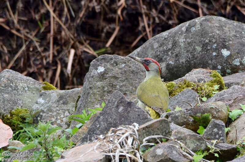 Pic de Sharpe mâle adulte nuptial, habitat, camouflage, pigmentation, pêche/chasse