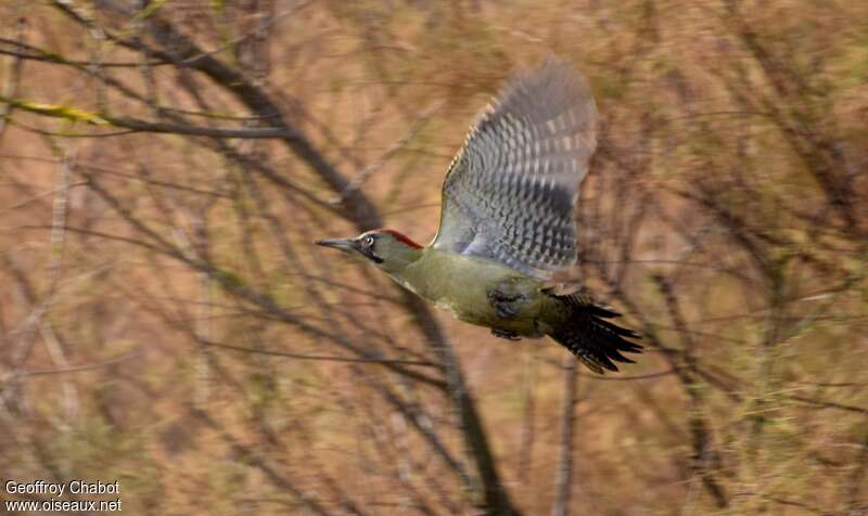 Iberian Green Woodpecker female adult breeding, Flight