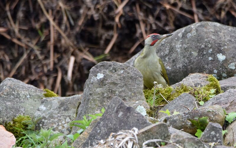 Iberian Green Woodpecker male adult breeding, identification