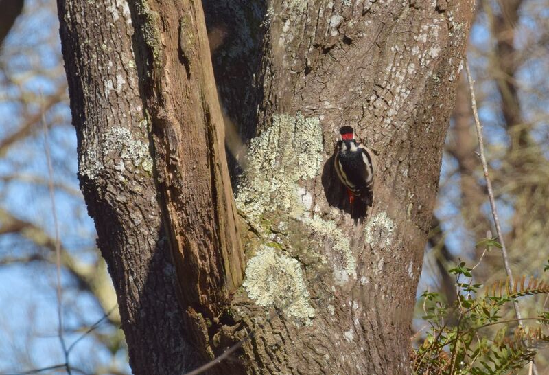 Great Spotted Woodpecker male adult, identification